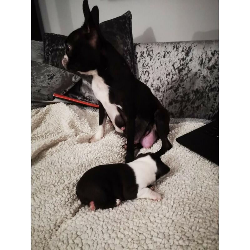Boston terrier puppies for sale
