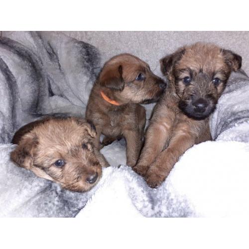 IRISH TERRIER PUPS FOR SALE