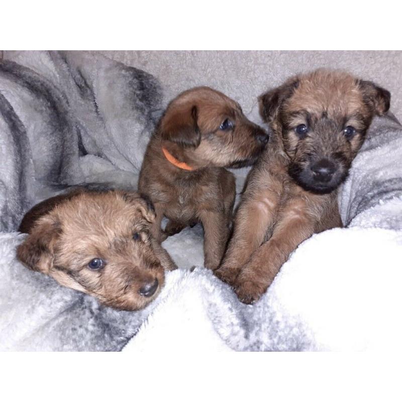 IRISH TERRIER PUPS FOR SALE
