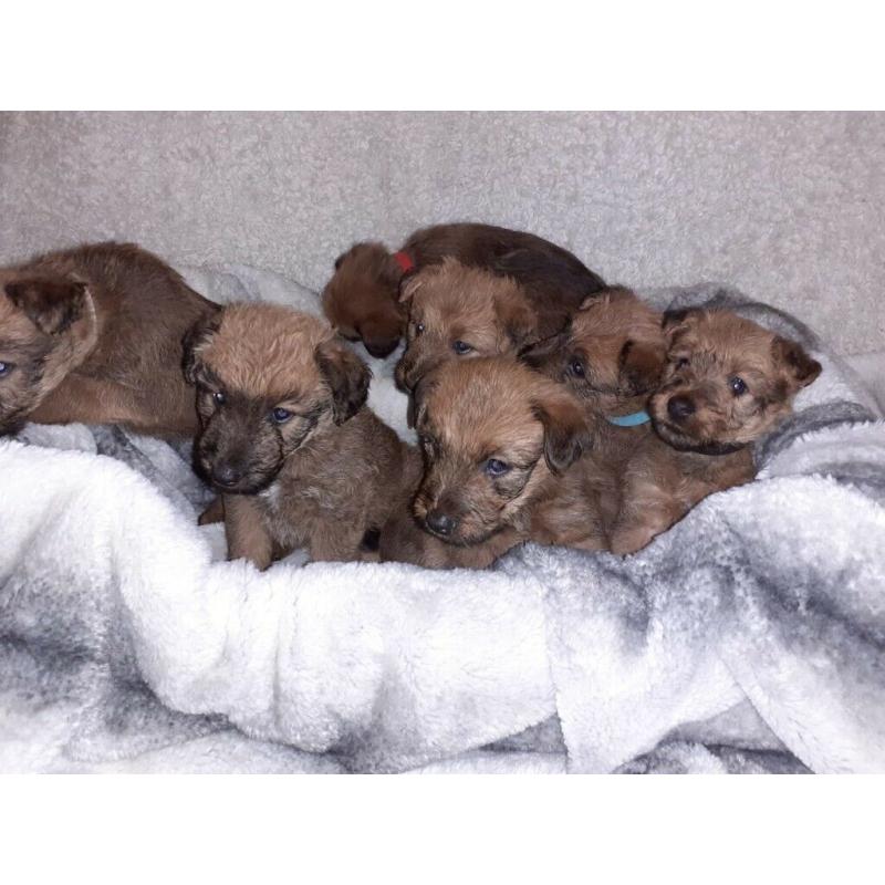 IRISH TERRIER PUPS FOR SALE