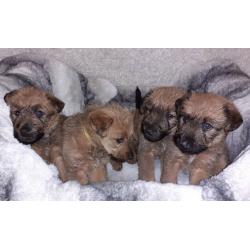 IRISH TERRIER PUPS FOR SALE