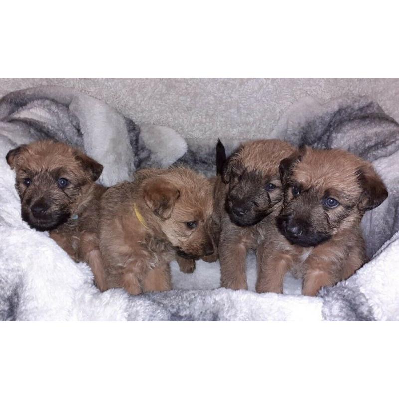 IRISH TERRIER PUPS FOR SALE