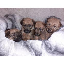 IRISH TERRIER PUPS FOR SALE
