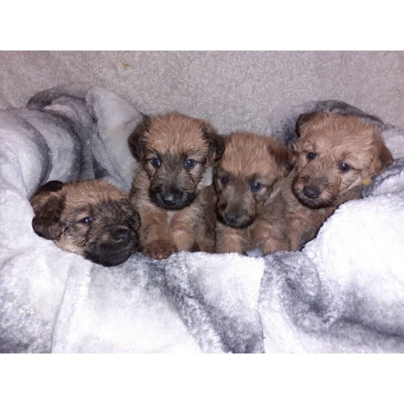 IRISH TERRIER PUPS FOR SALE