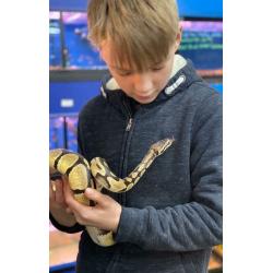 Ball python