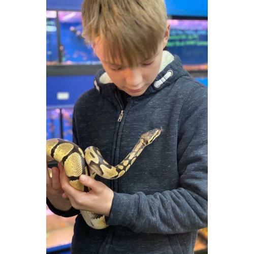 Ball python