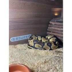 Ball python