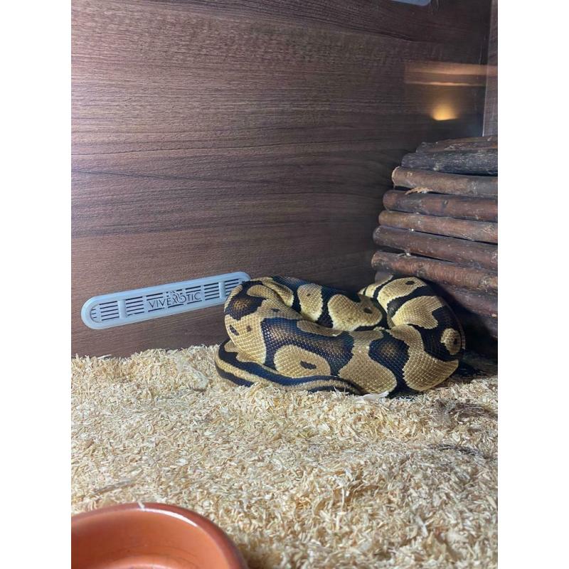 Ball python