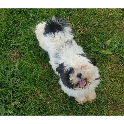 For Sale Shi tzu bitch