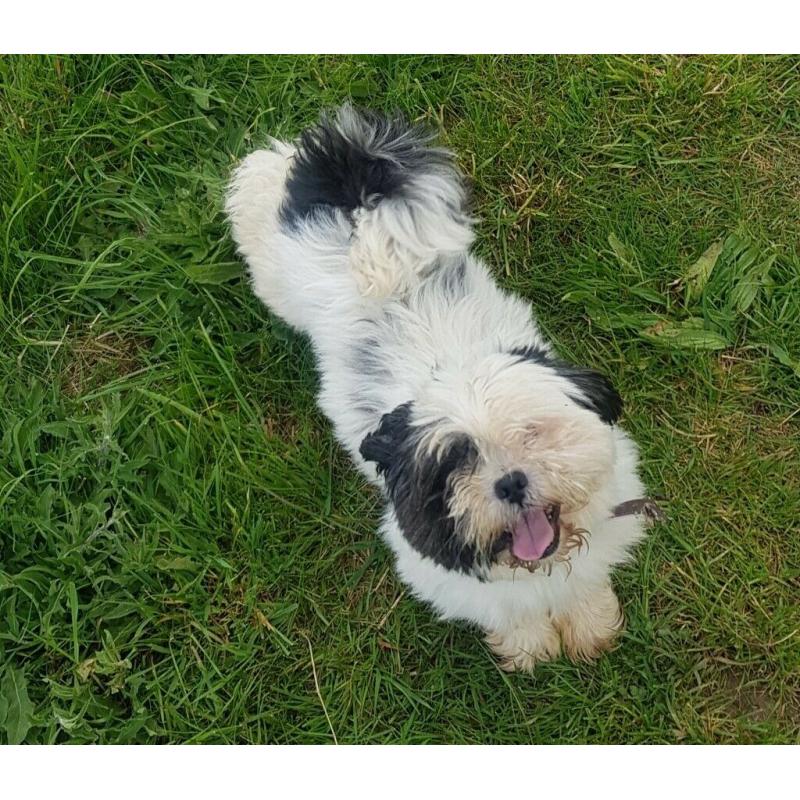 For Sale Shi tzu bitch