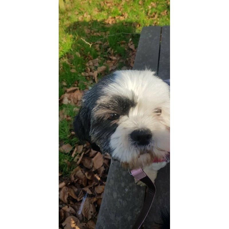 For Sale Shi tzu bitch
