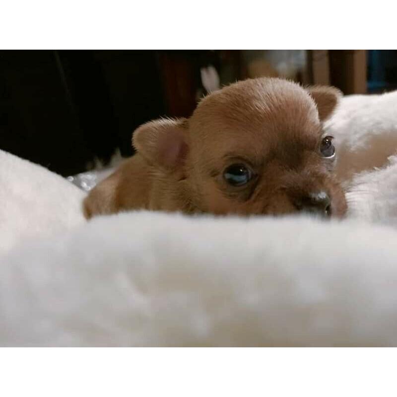 Mini chichuala