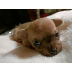Mini chichuala