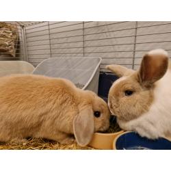2 mini lop rabbits