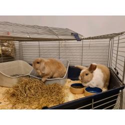 2 mini lop rabbits