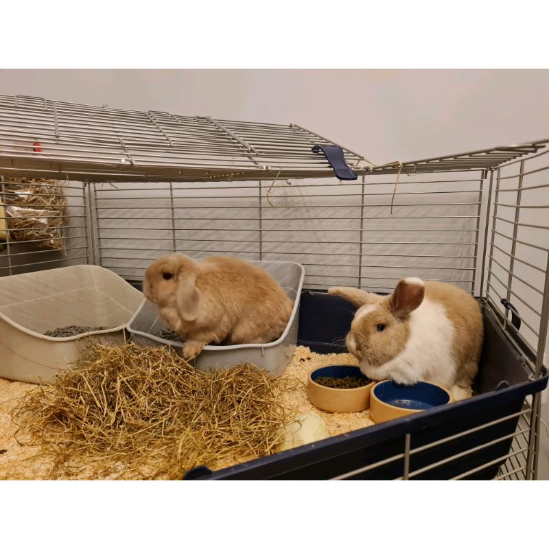 2 mini lop rabbits