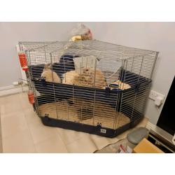 2 mini lop rabbits