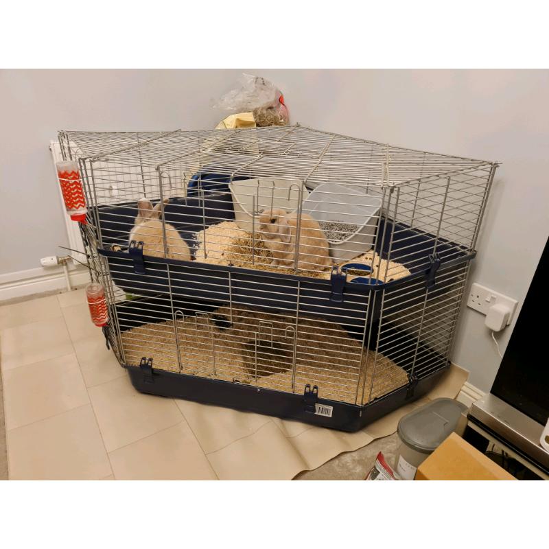 2 mini lop rabbits