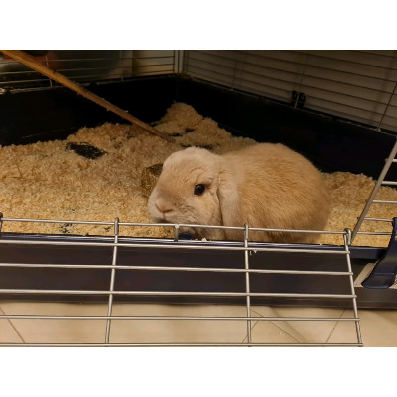 2 mini lop rabbits