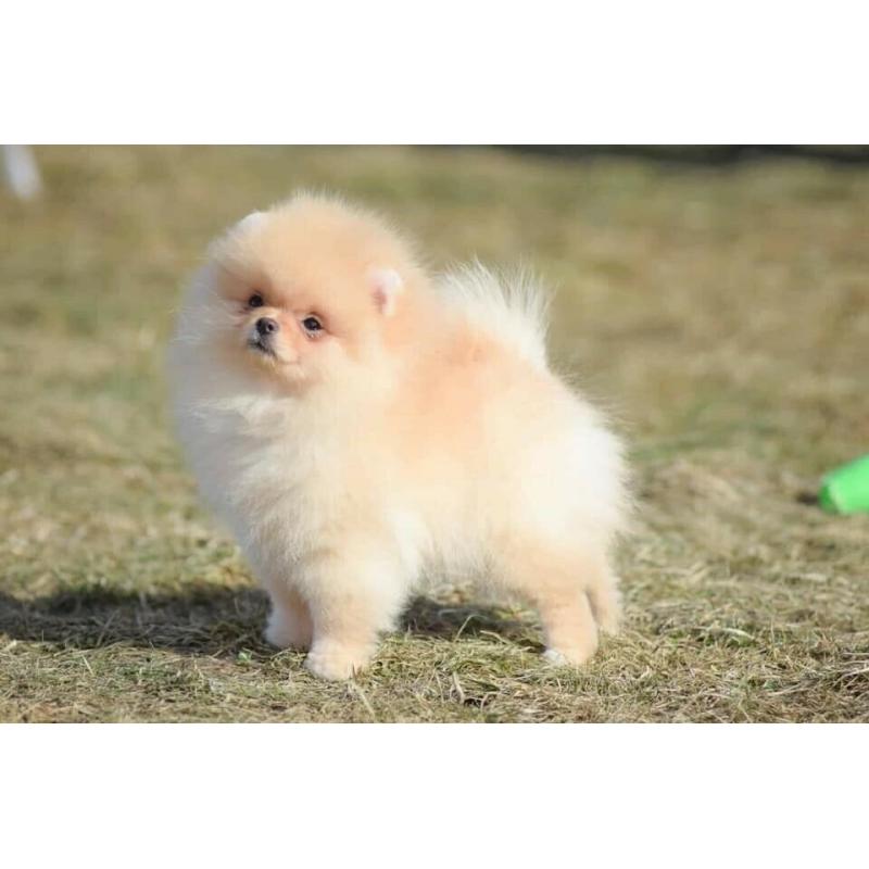 Mini pedigree Pomeranian girl