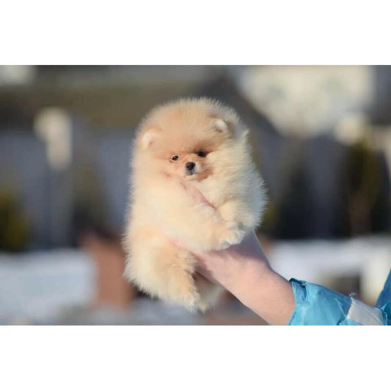 Mini pedigree Pomeranian girl