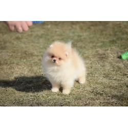 Mini pedigree Pomeranian girl