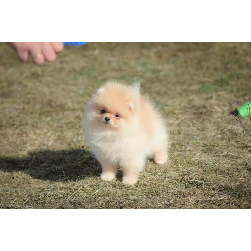 Mini pedigree Pomeranian girl