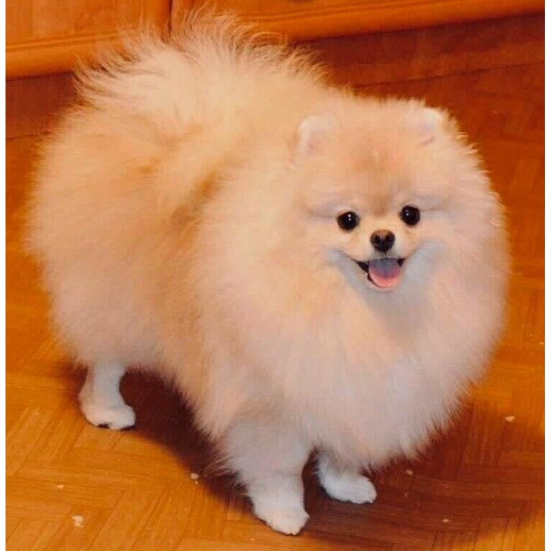 Mini pedigree Pomeranian girl