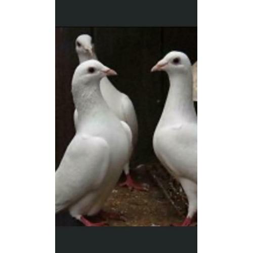 White racers pigeon accessories