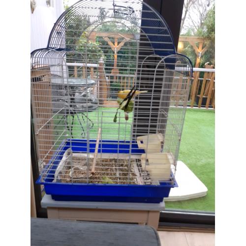 Canary and Cage