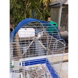 Canary and Cage