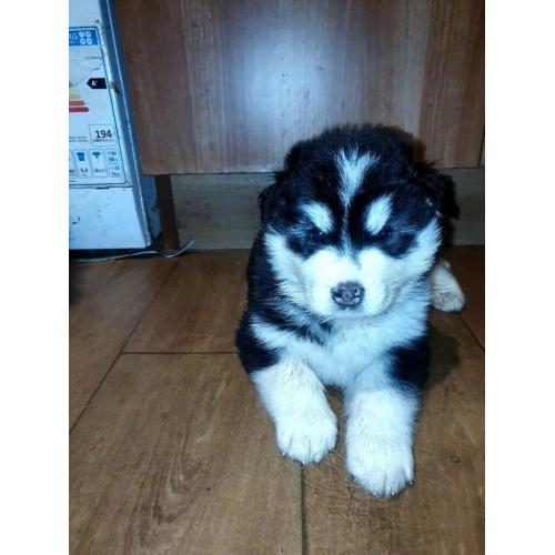Last boy left malamute x GSD