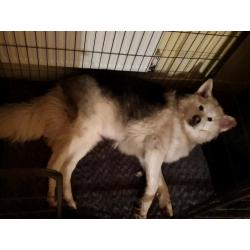 Last boy left malamute x GSD