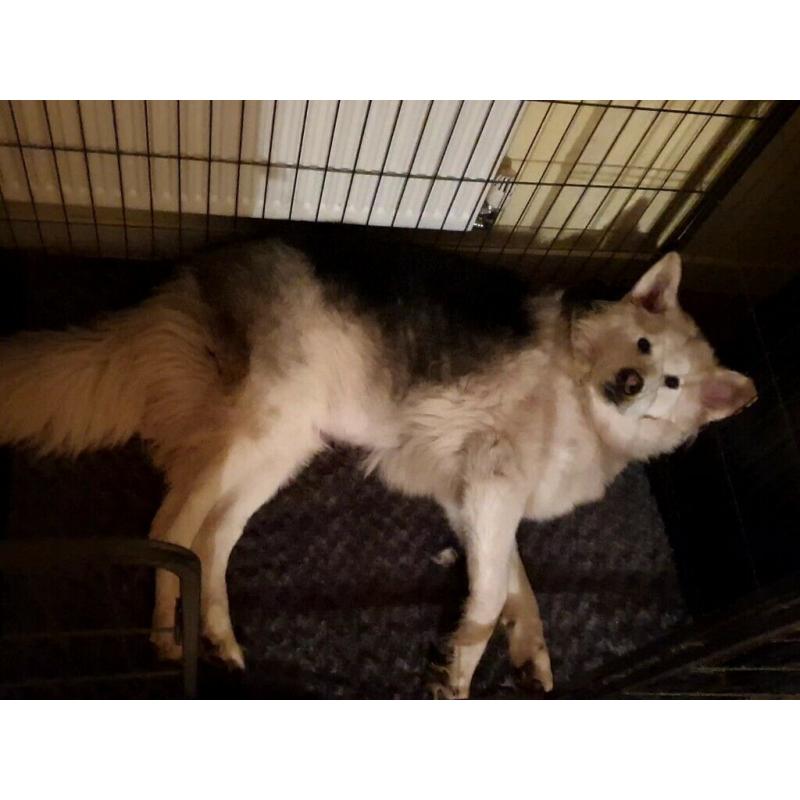 Last boy left malamute x GSD