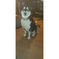 Last boy left malamute x GSD