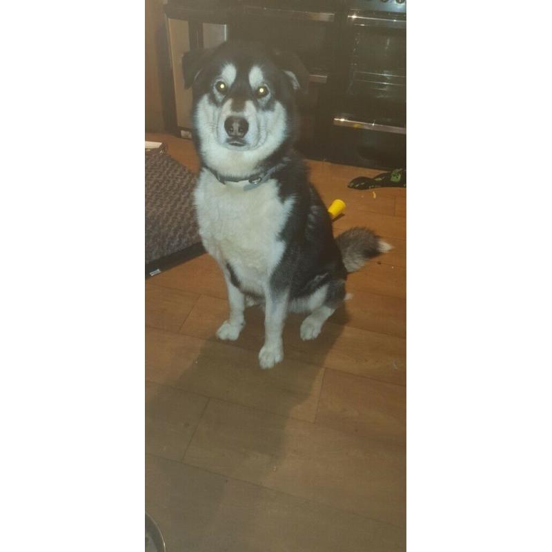 Last boy left malamute x GSD