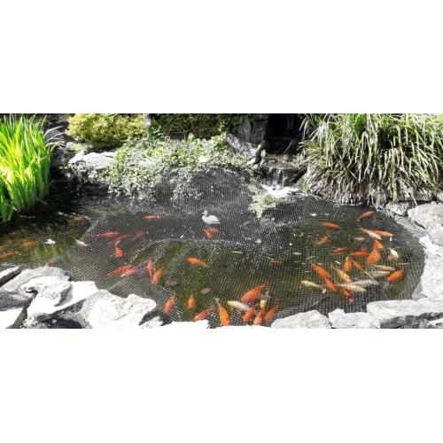 70 Goldfish abd 1 Carp