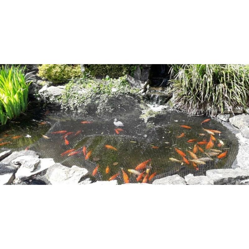 70 Goldfish abd 1 Carp