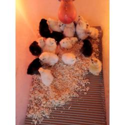 Polish and Silkie bantam chicks (?5 each)