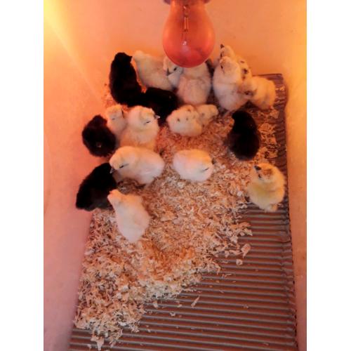 Polish and Silkie bantam chicks (?5 each)