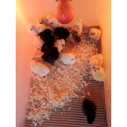 Polish and Silkie bantam chicks (?5 each)