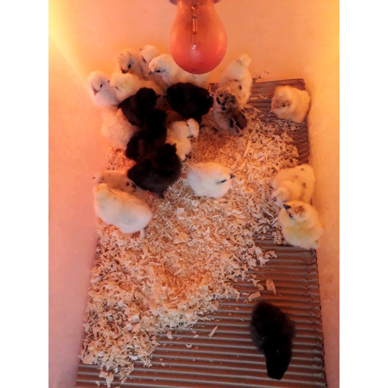 Polish and Silkie bantam chicks (?5 each)