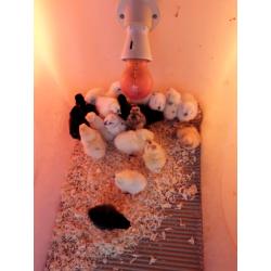 Polish and Silkie bantam chicks (?5 each)