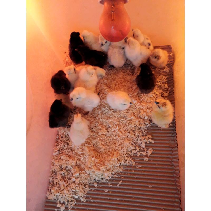 Polish and Silkie bantam chicks (?5 each)