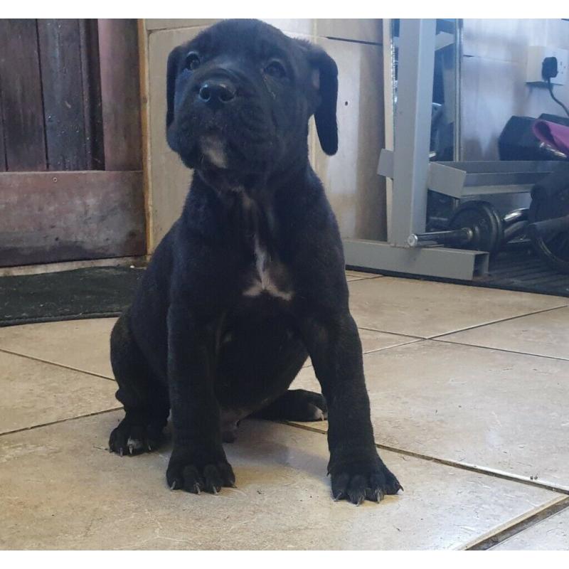 Neapolitan Mastiff x Presa Canario Puppies