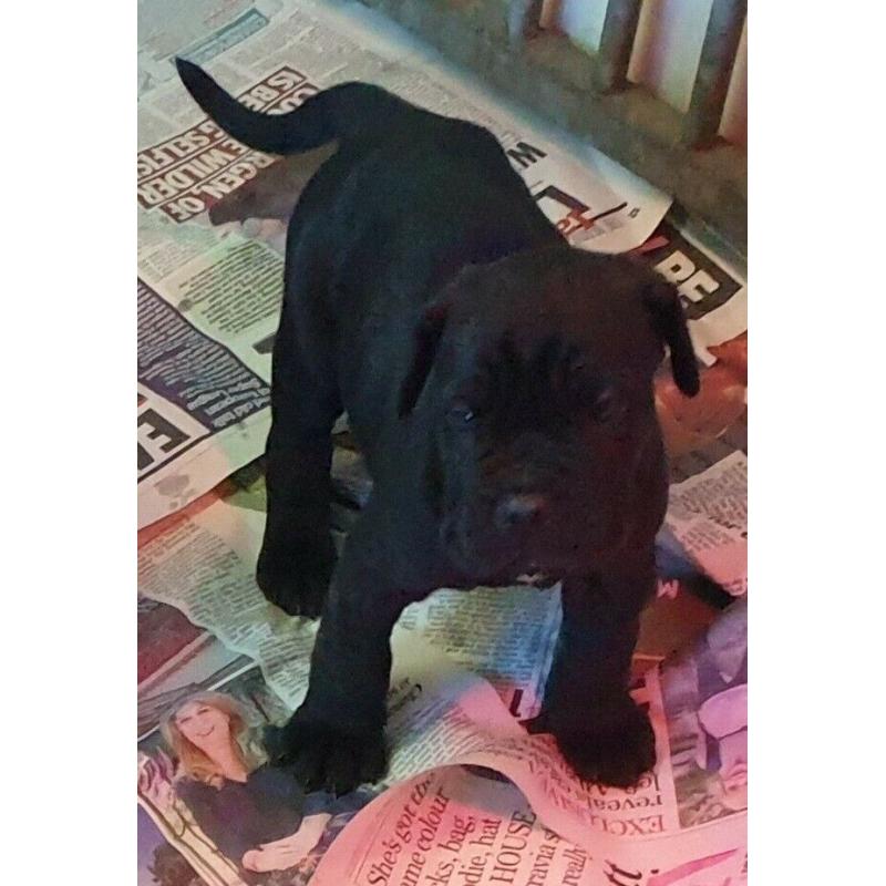 Neapolitan Mastiff x Presa Canario Puppies