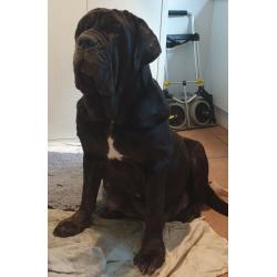 Neapolitan Mastiff x Presa Canario Puppies