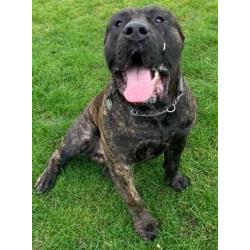 Neapolitan Mastiff x Presa Canario Puppies