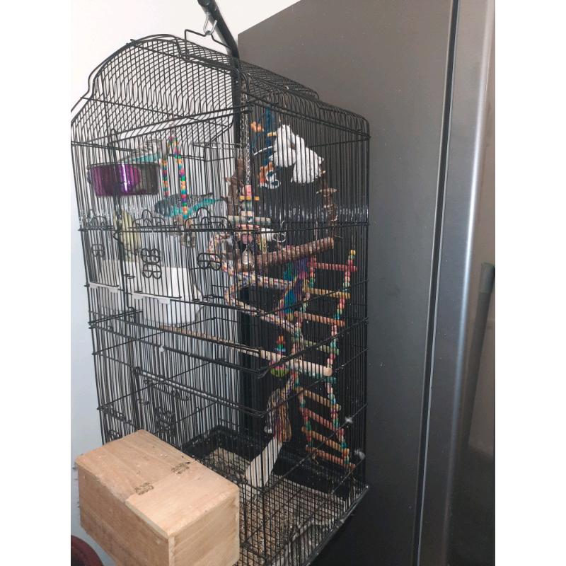 budgies and cage and accessories