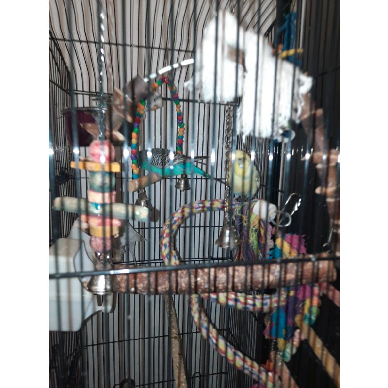budgies and cage and accessories